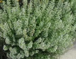 Calamint.png