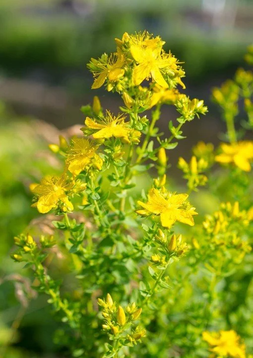 St John's Wort.jpg