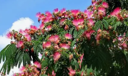 Mimosa tree.png