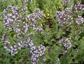 marjoram.png