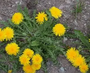 dandelion.png
