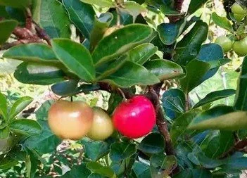 barbados cherry.jpg