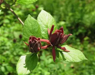 sweetshrub.png