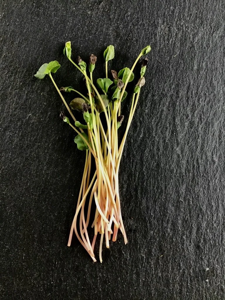 Buckwheat - Micro Greens