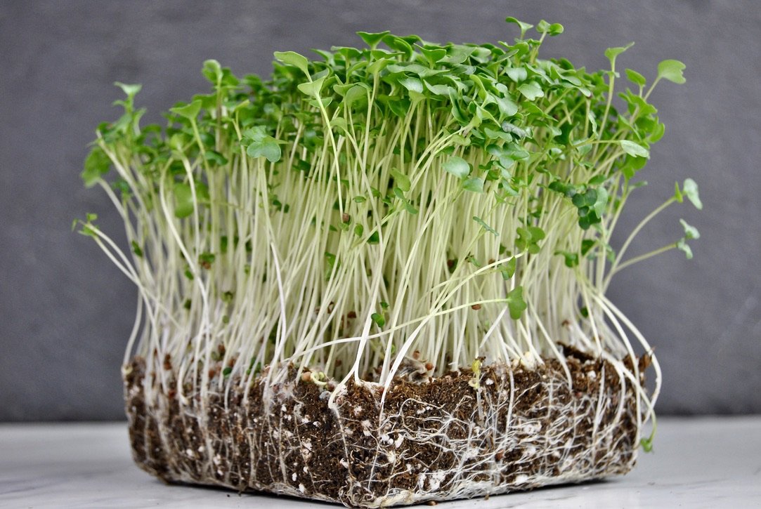 Broccoli - Micro Greens