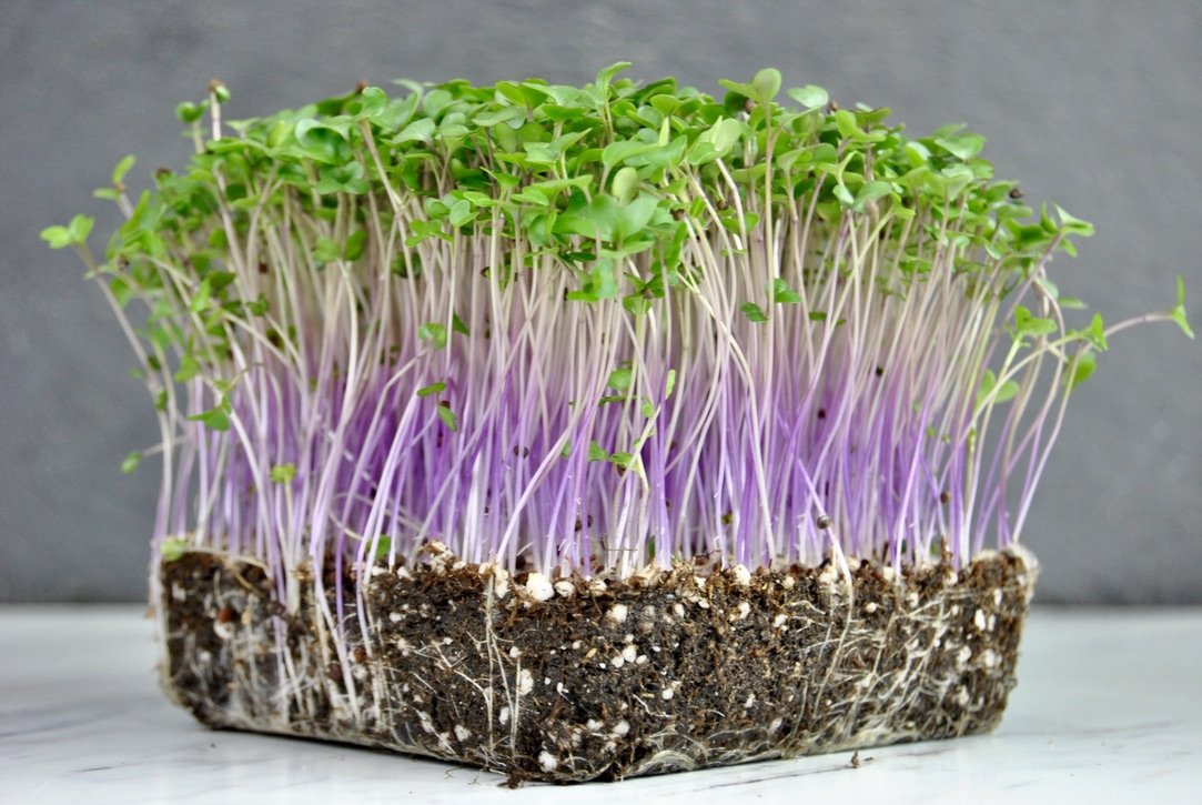 Purple Kohlrabi - Micro Greens