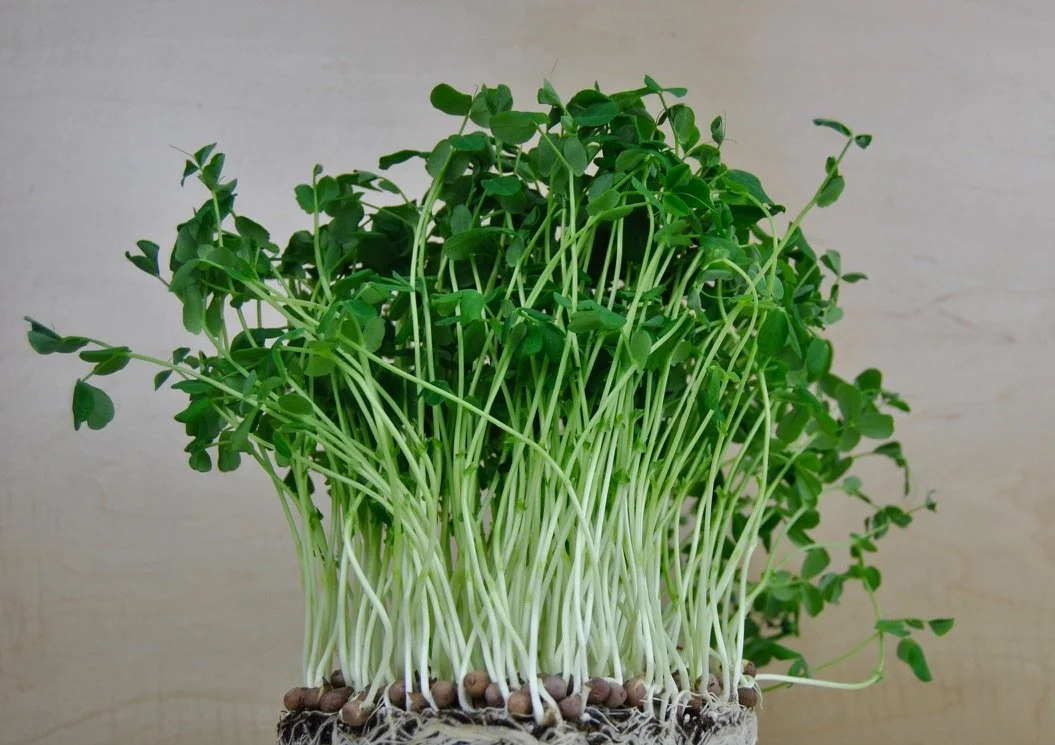 Pea Shoots - Micro Greens