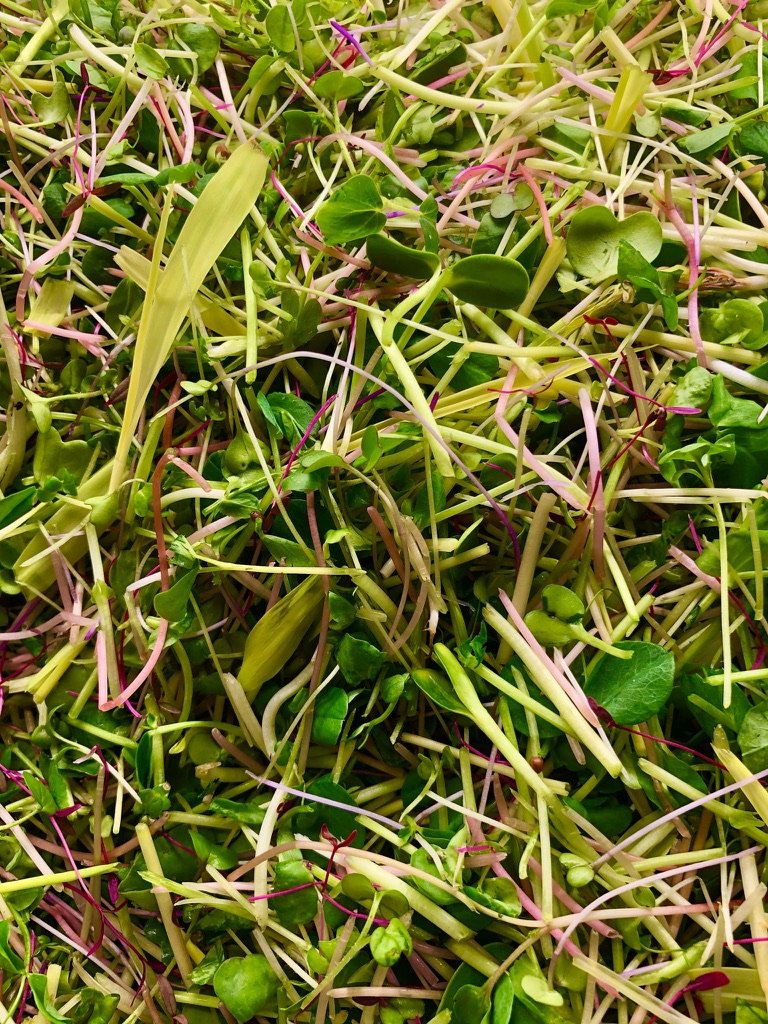 Micro Greens Blend
