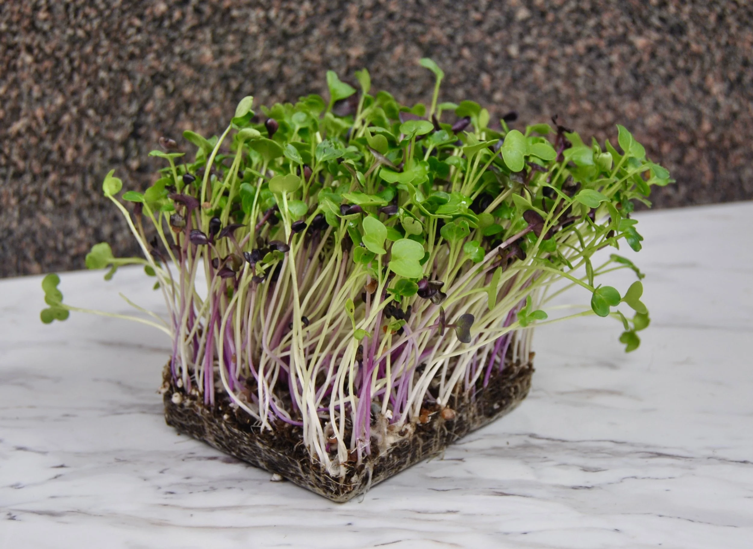 Radish Blend - Micro Greens