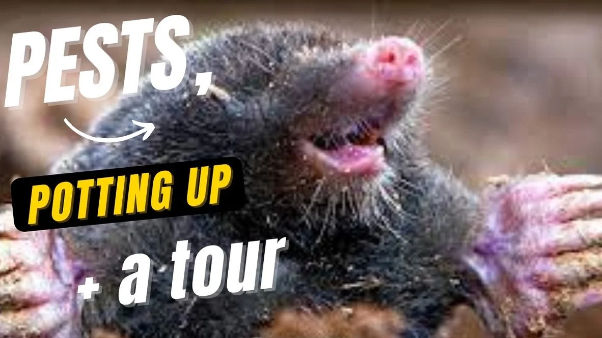 Pests, Potting Up &amp; A Tour!! - YouTube 