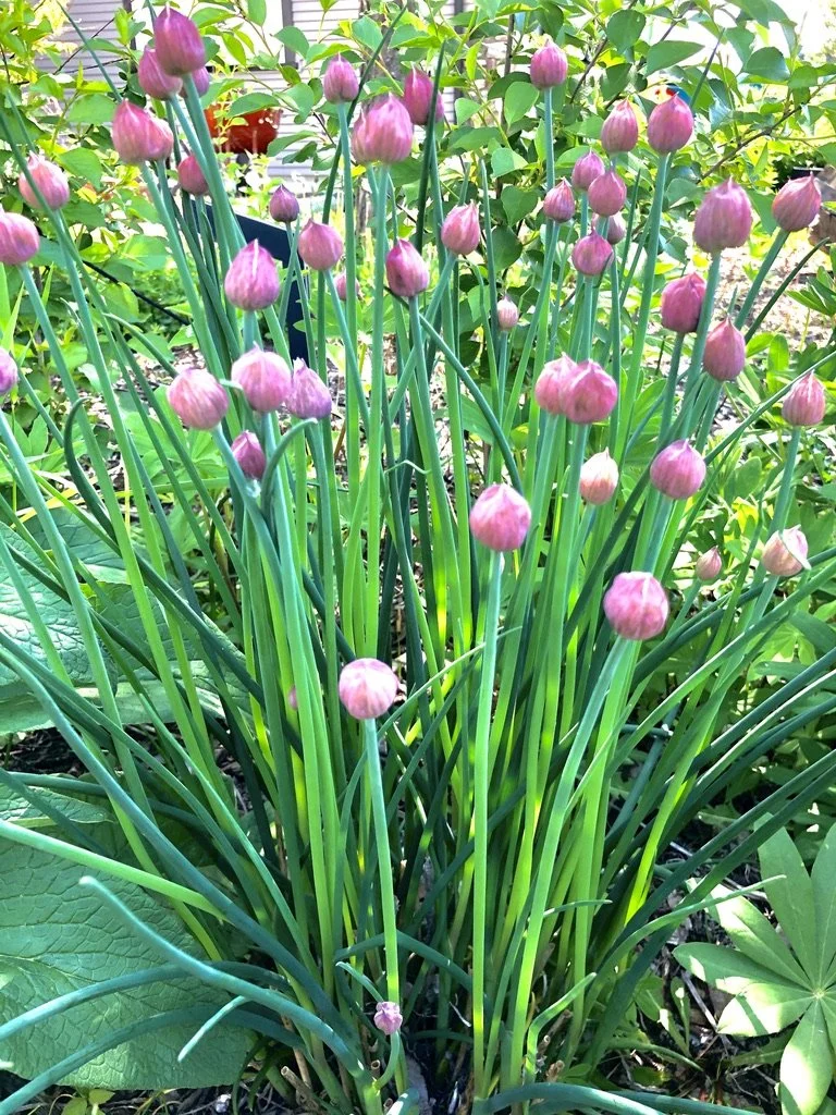 Chives - Herbs