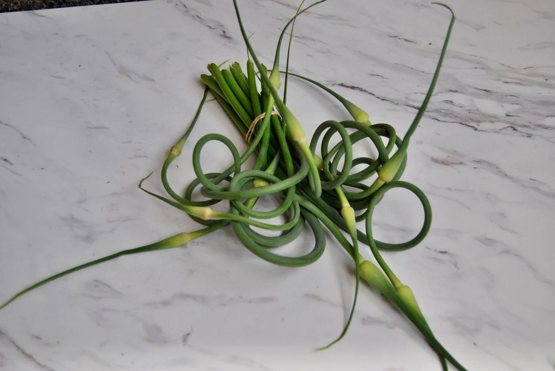 Garlic Scapes