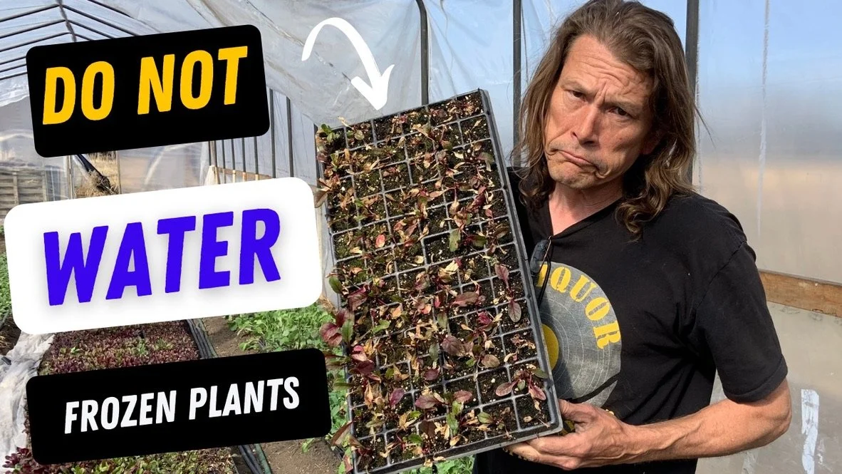 I Killed Our Beets! - YouTube Video 