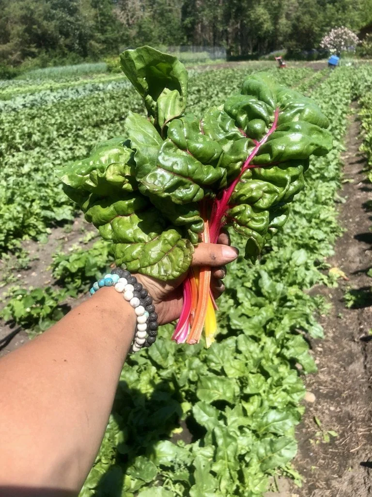 Rainbow Chard