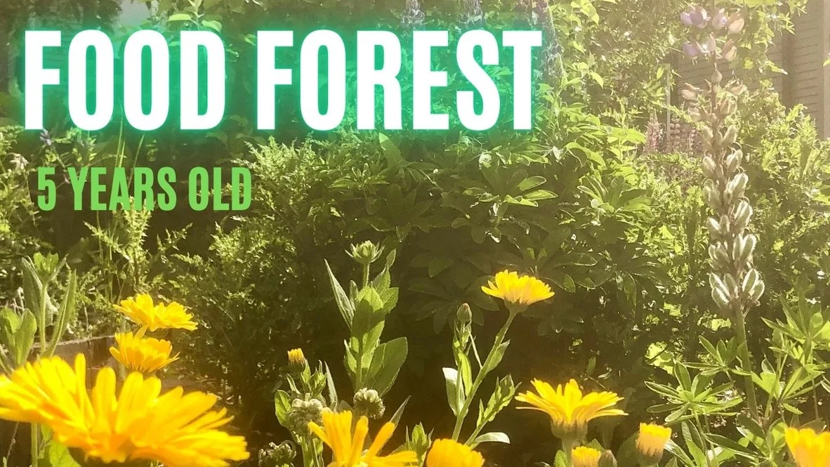 Food Forest 5 Years Old - YouTube Video