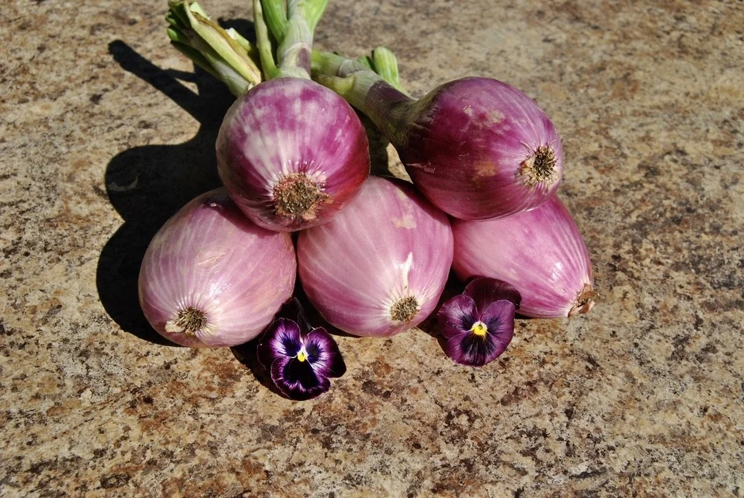 Shallots - Creme Brule