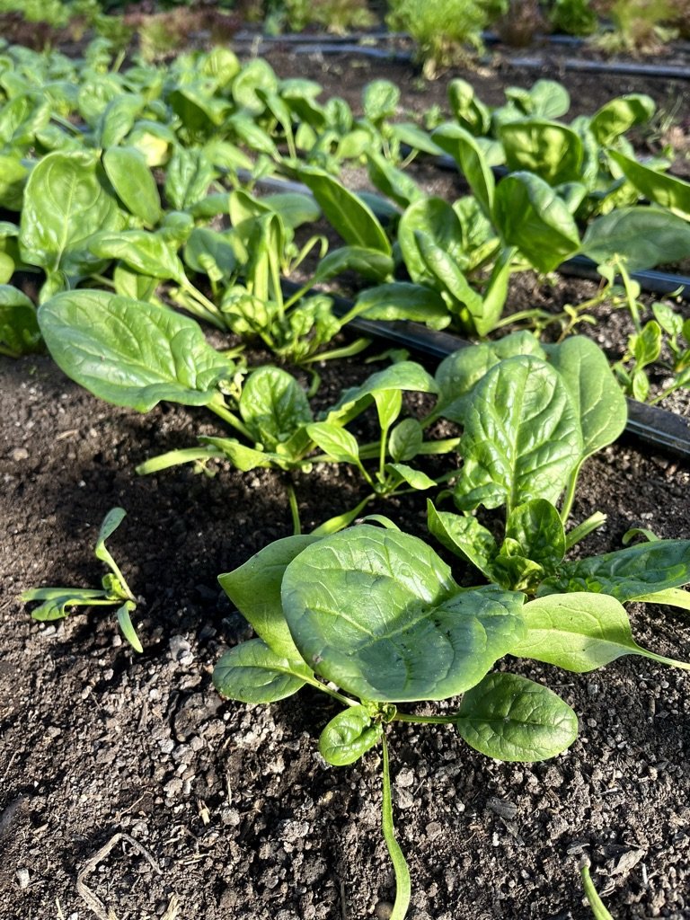 Spinach loving the cooler temps