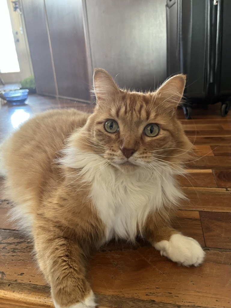 Just Clean Raw • Pet Food REVIEW 