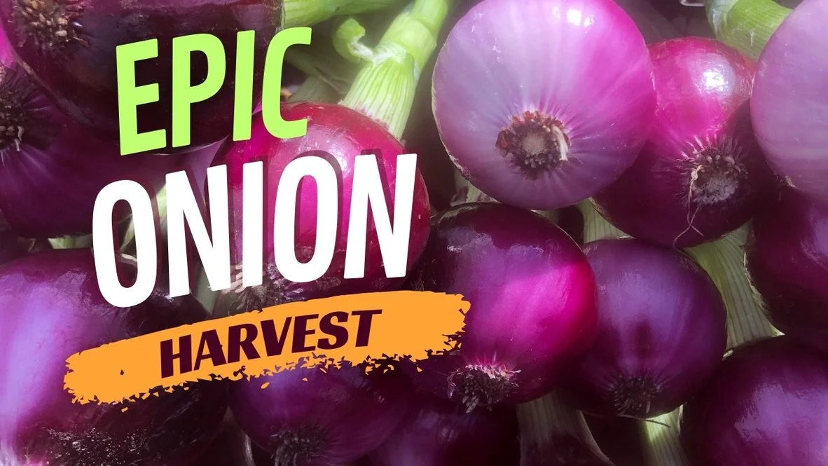 Epic Onion Harvest - YouTube Video 