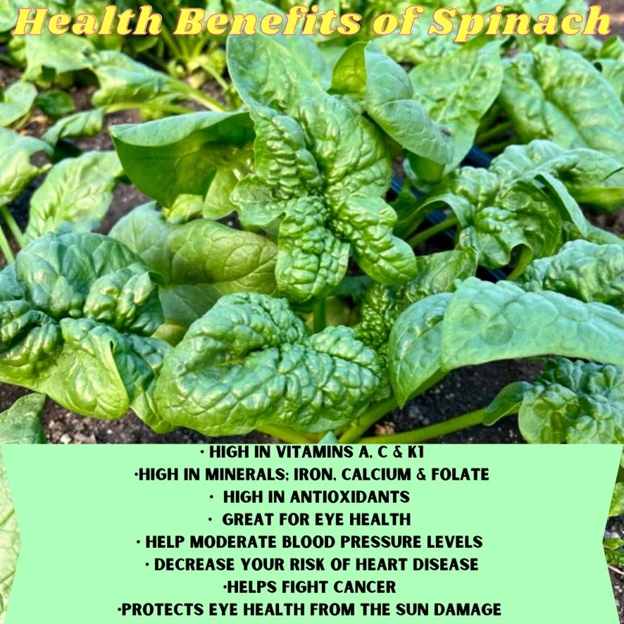 Produce of the Week; Spinach + KK's Italian Wedding Soup Recipe