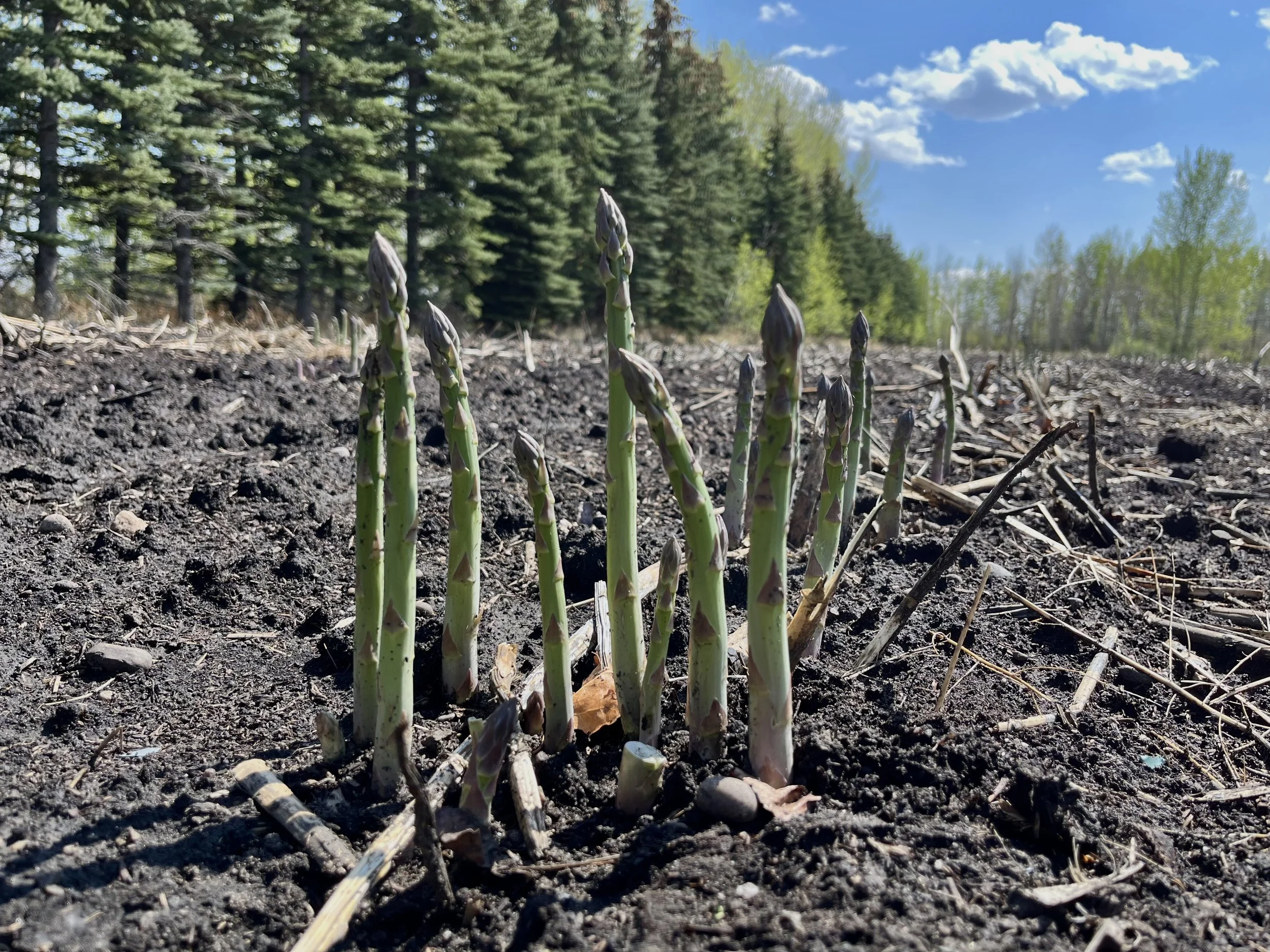 Produce of the Week; Asparagus 