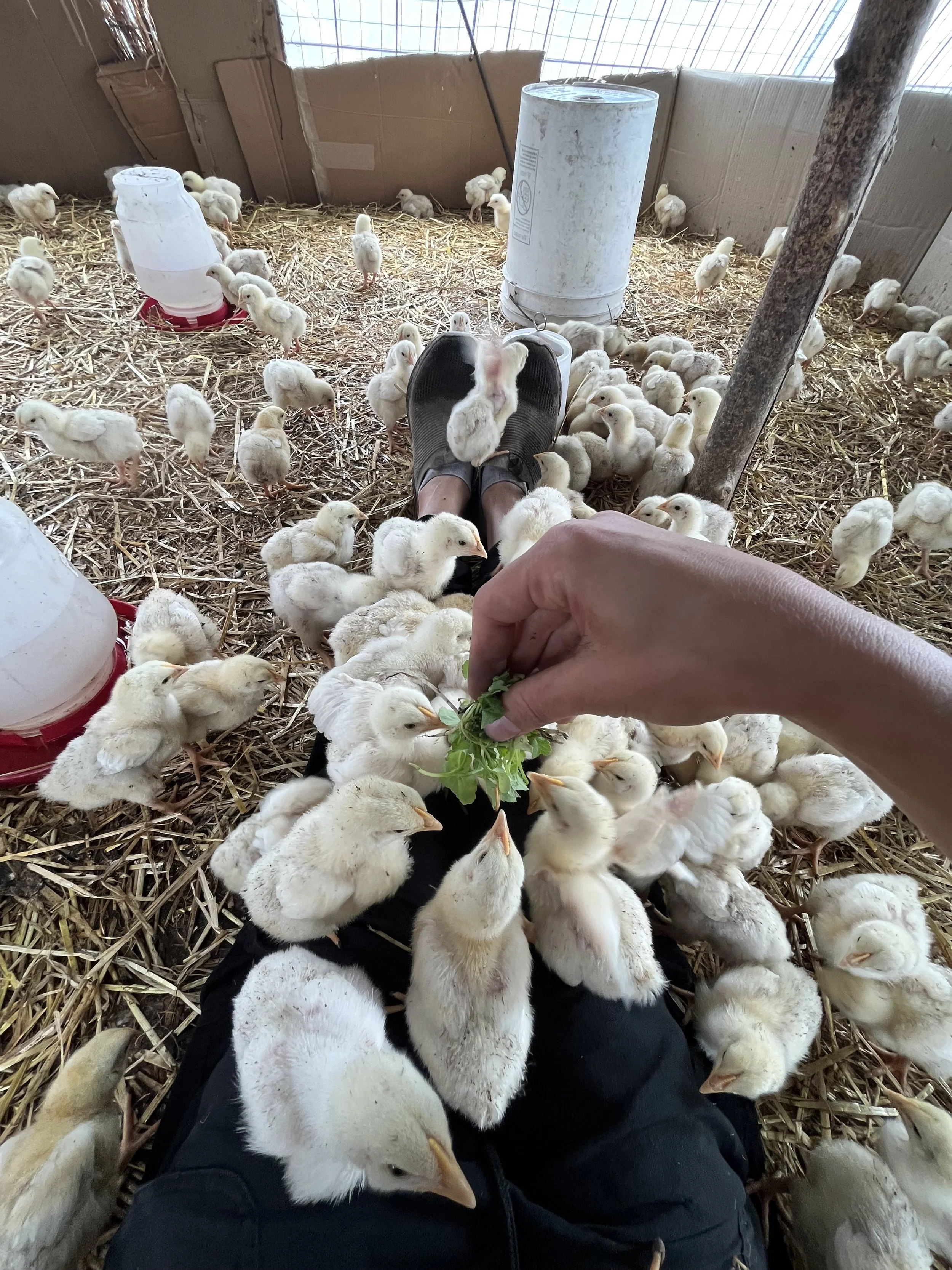 Turn A Bed With Us Plus Chicken Action - Reel Video 