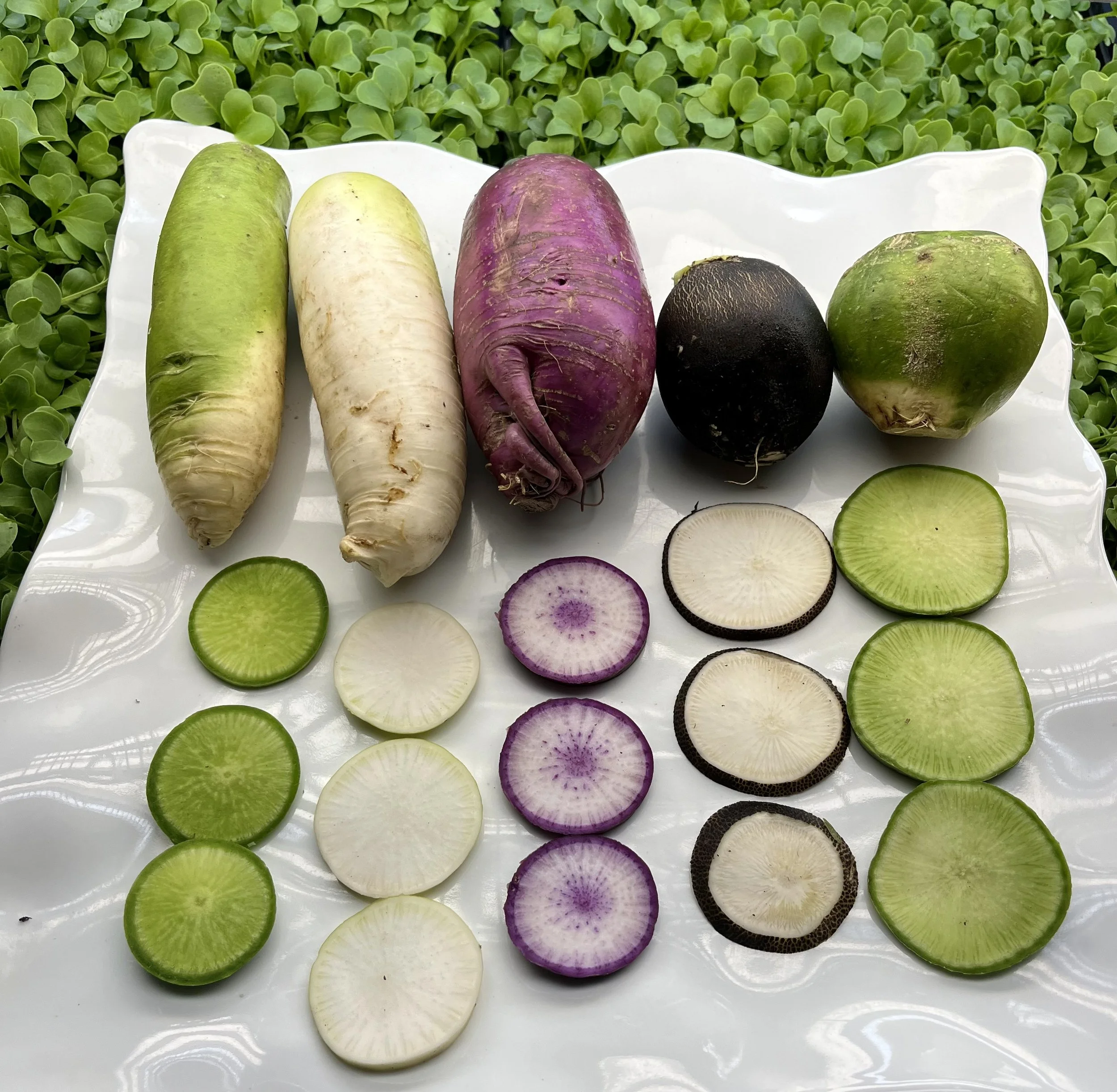 Produce of the Week; Winter Radishes