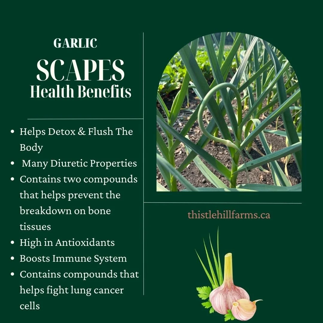 Produce of the Week; Garlic Scapes