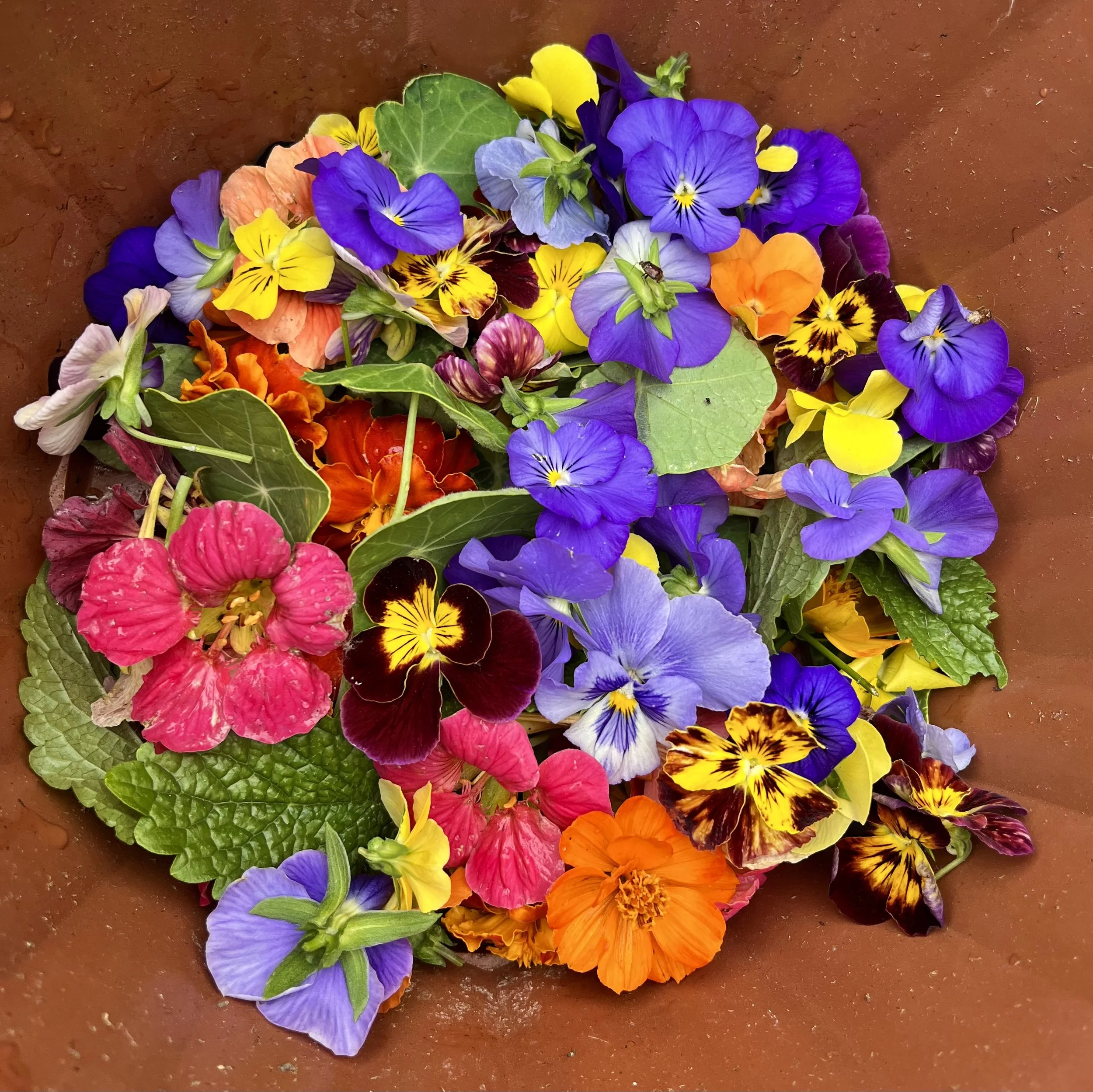 Edible Flowers - Reel 
