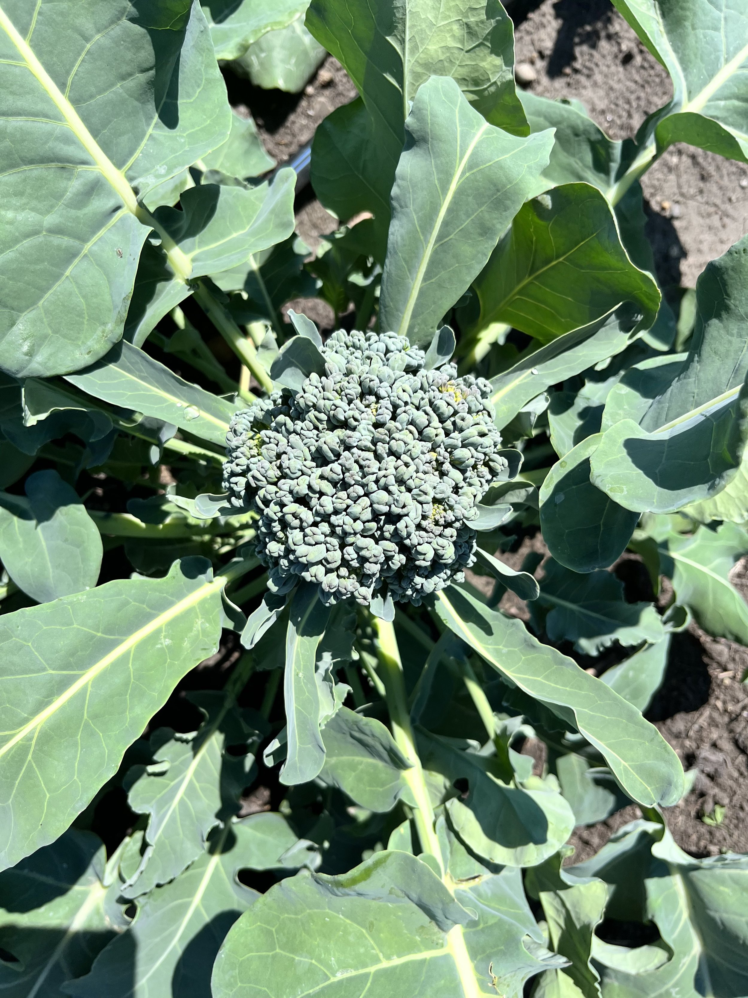 Broccolini - Purple