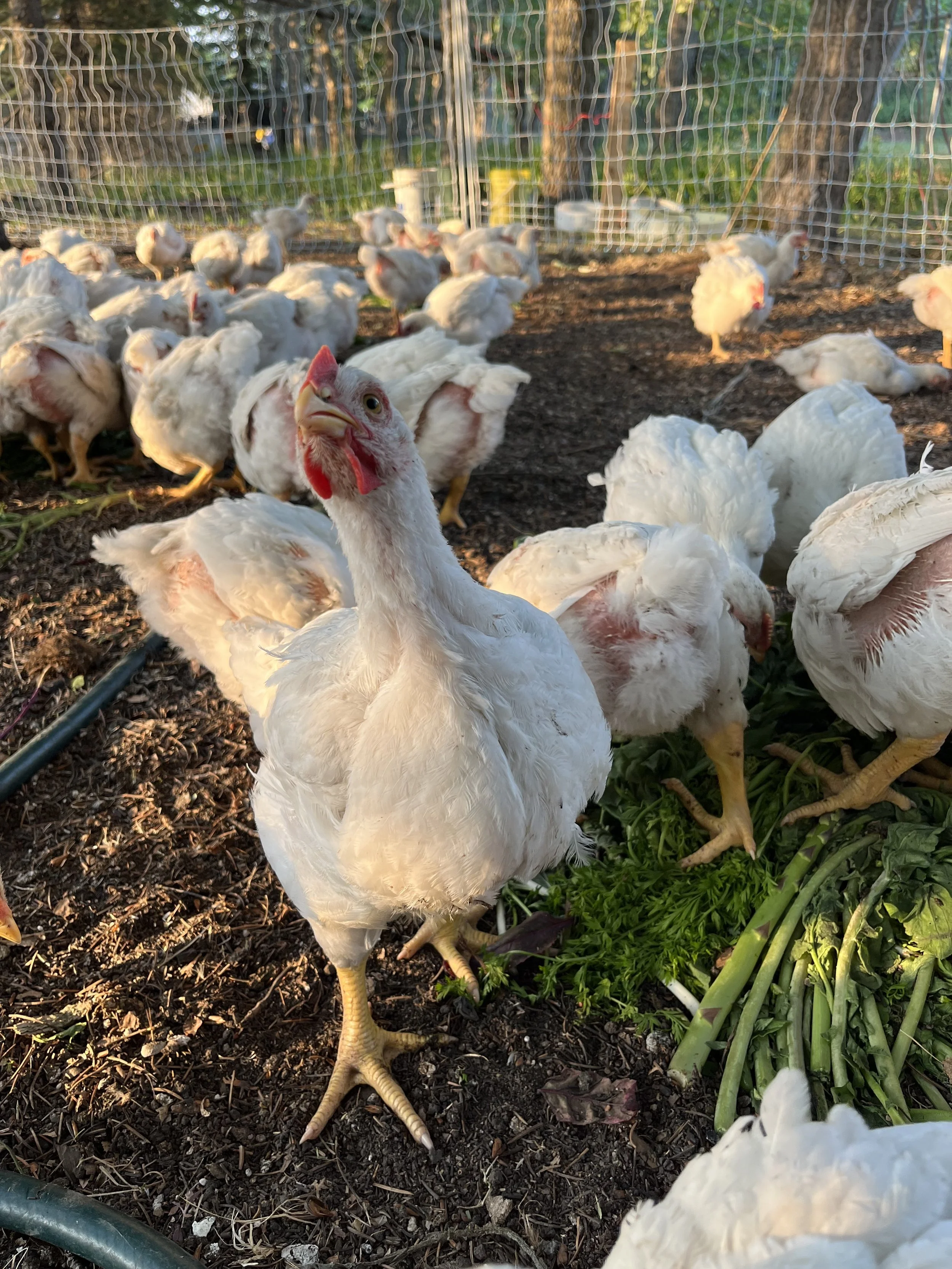 Chicken Update - Reel 