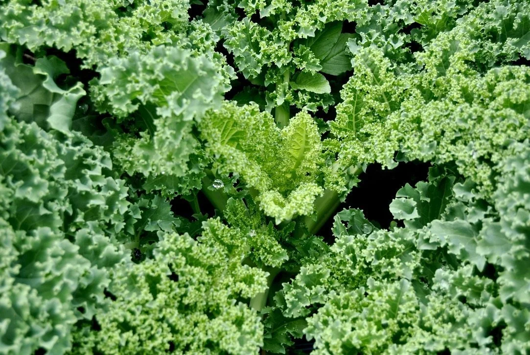kale green.jpeg
