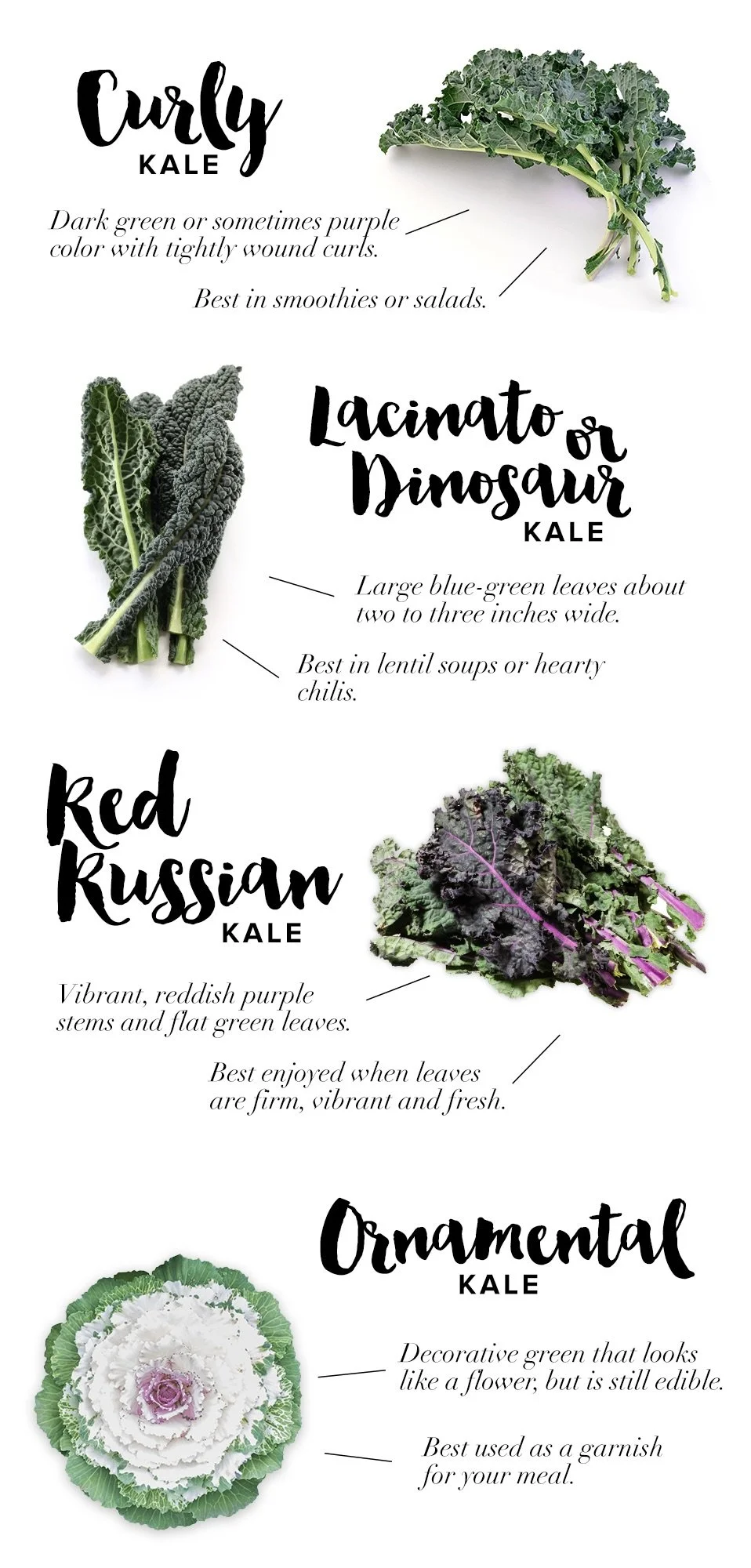 Different-Types-of-Kale.jpeg