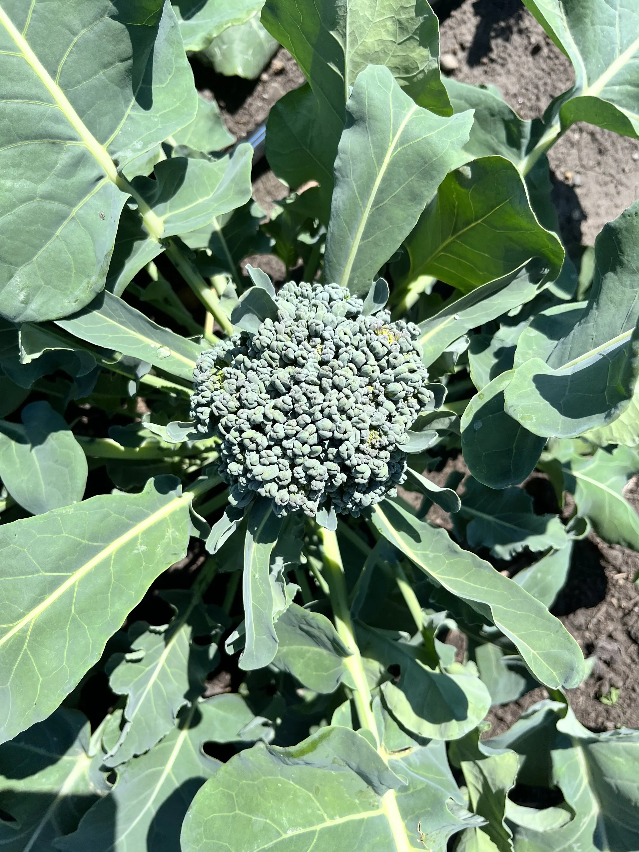 Produce of the Week; Broccolini 