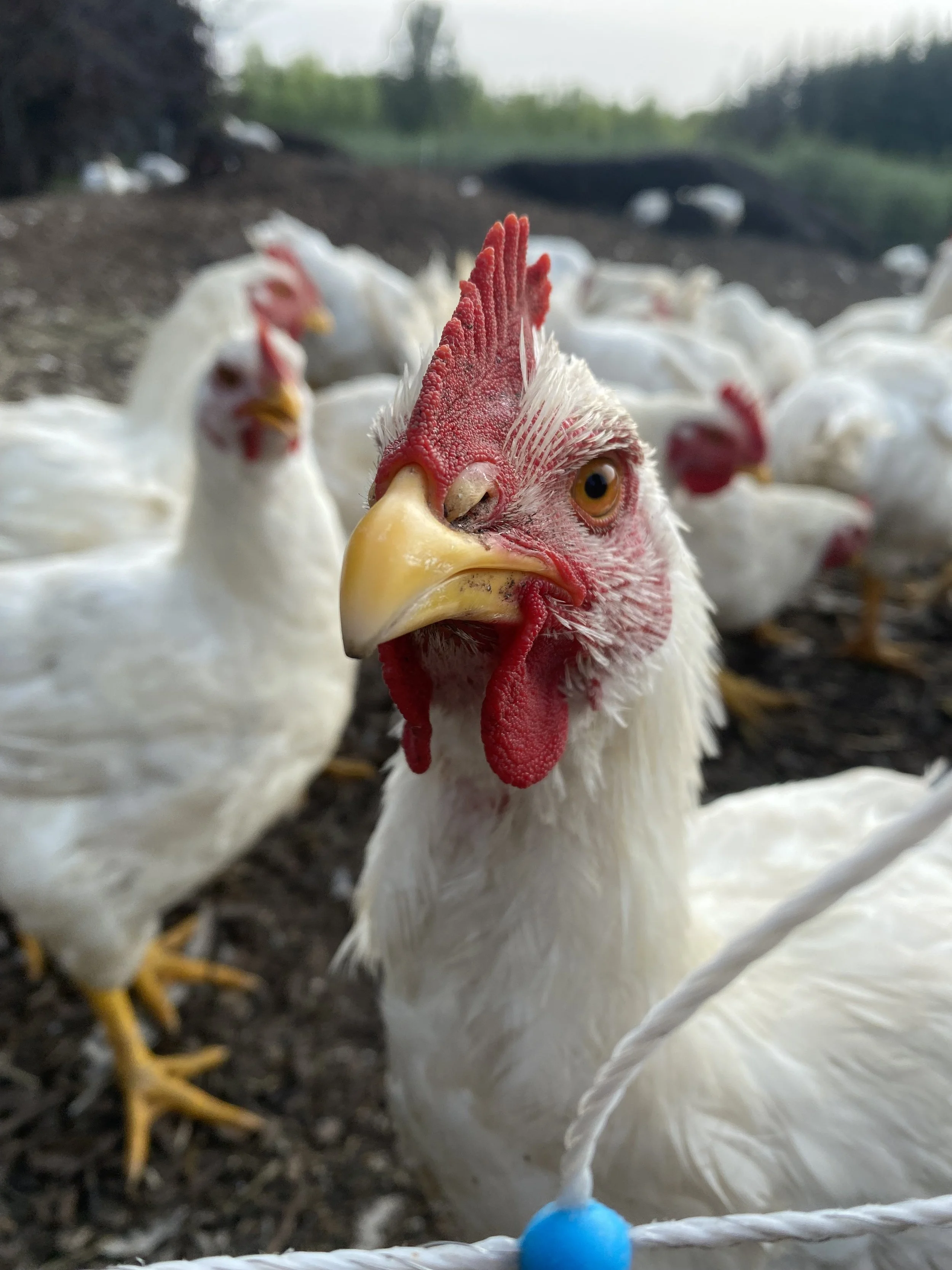 Little composters going to work! - Reel 