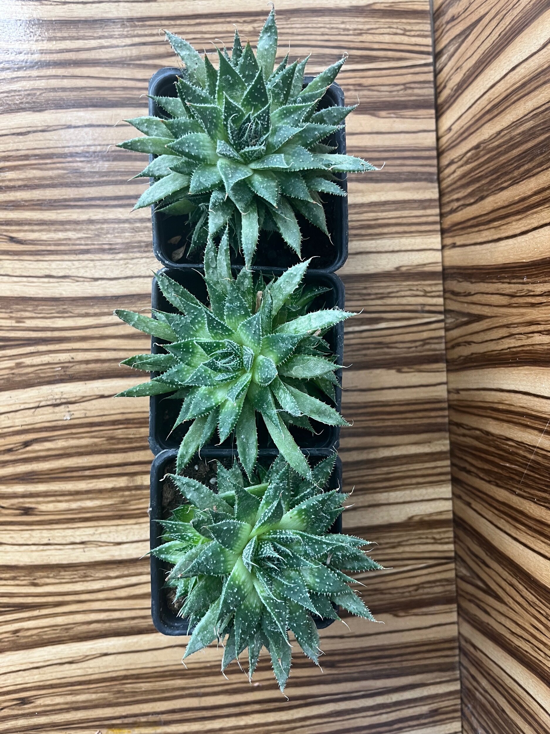 93C5F44E-BA91-4320-8596-2ADB5A46B3E4