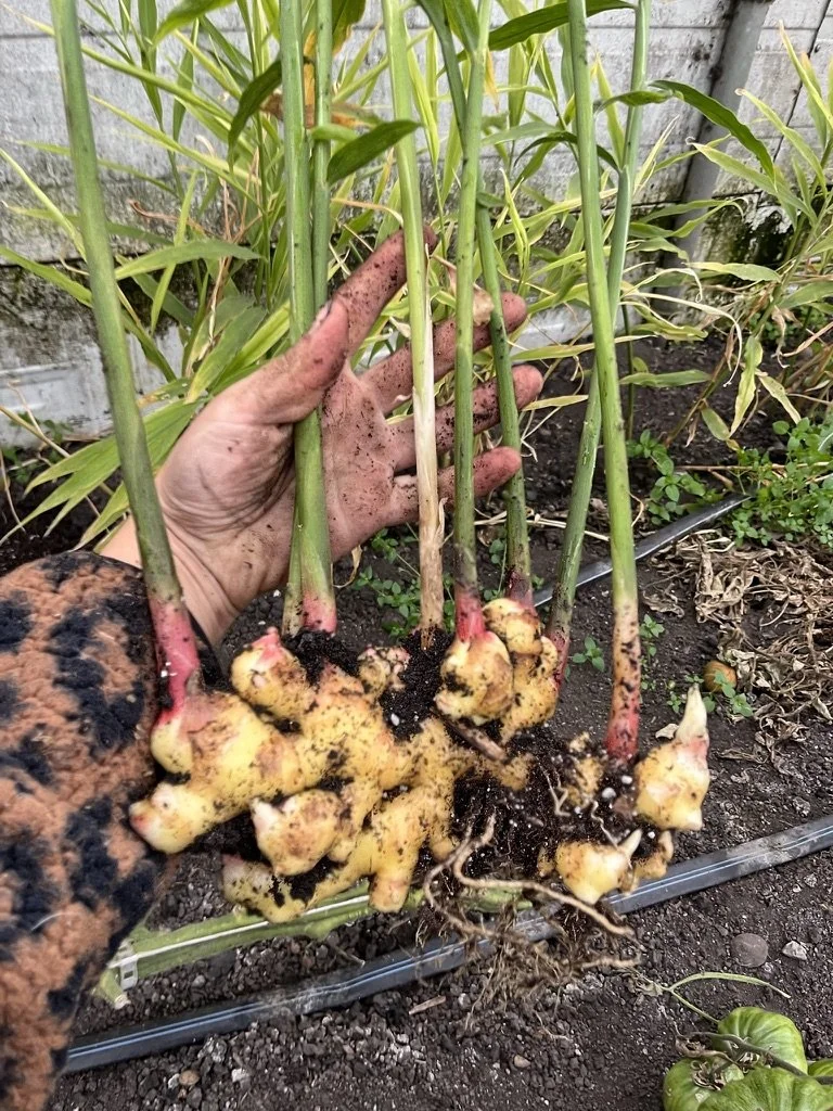 I Think I Like This Little Life - Reel 