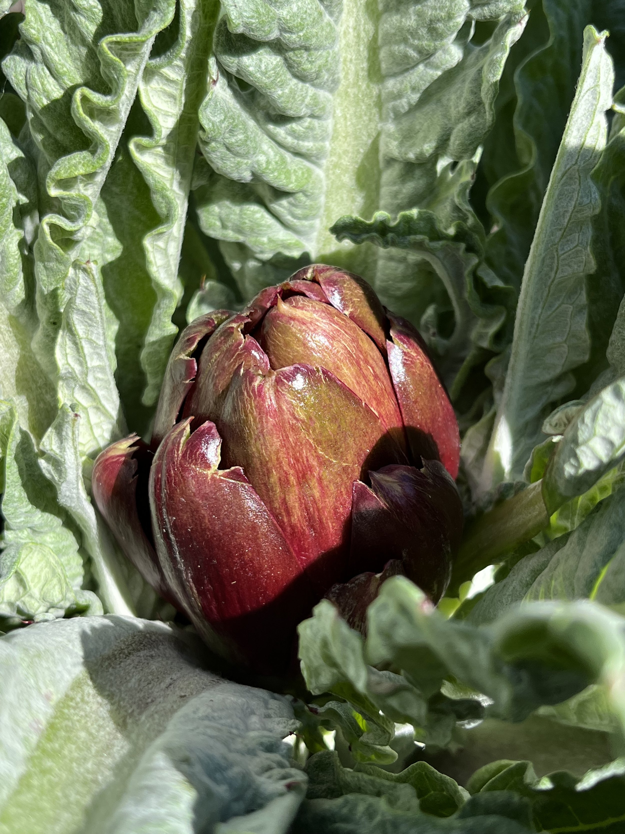 Growing New Things... Artichokes