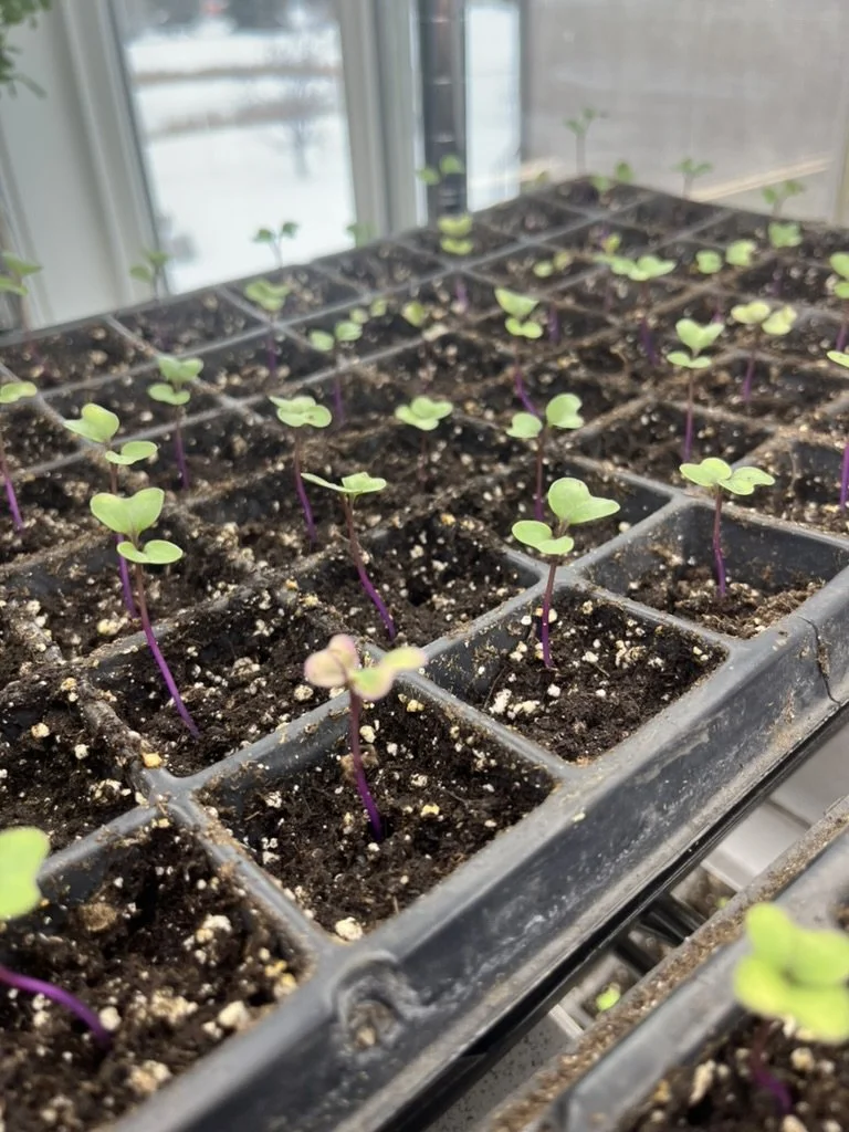 Spring Has Sprung 2024 