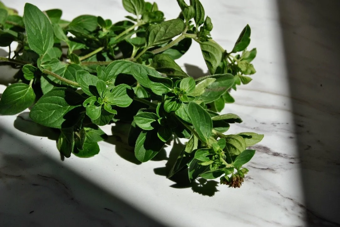 oregano.jpeg