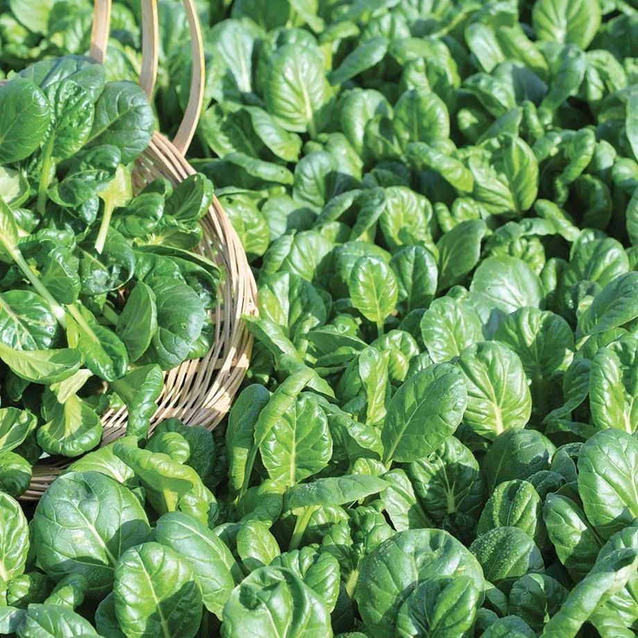 Tatsoi Oriental Greens