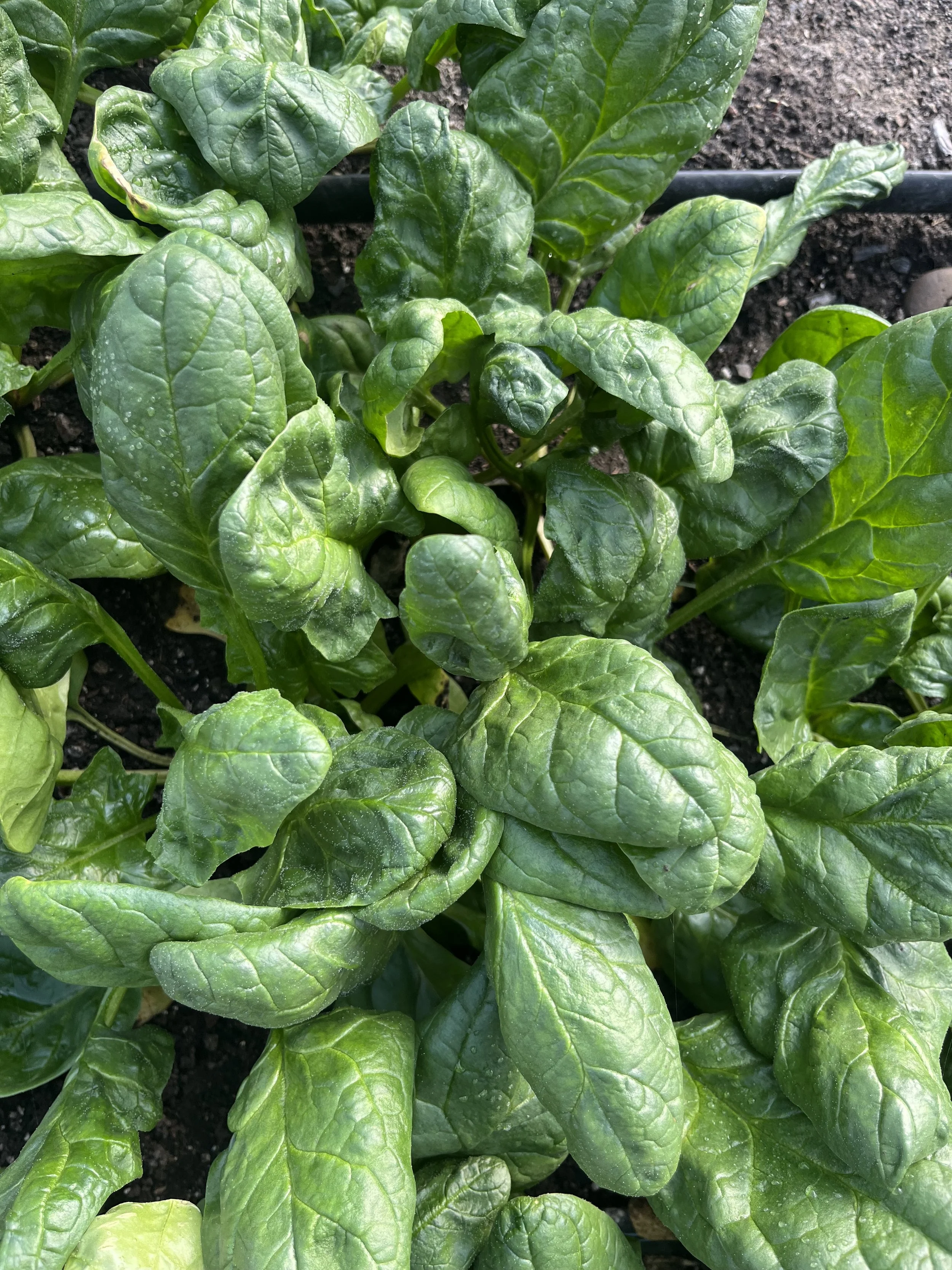 Spinach is now available at the OSFM - Reel