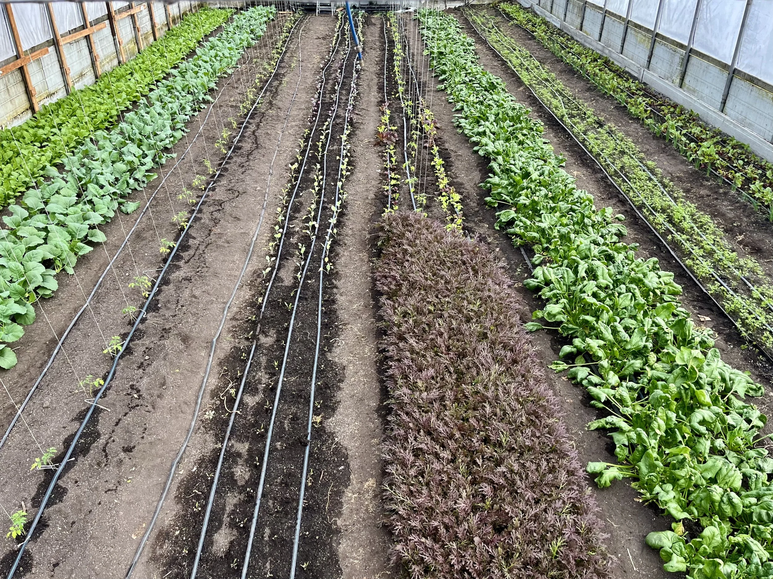 Priority List for the first dibs of freshness from Thistle Hill Farms this year!