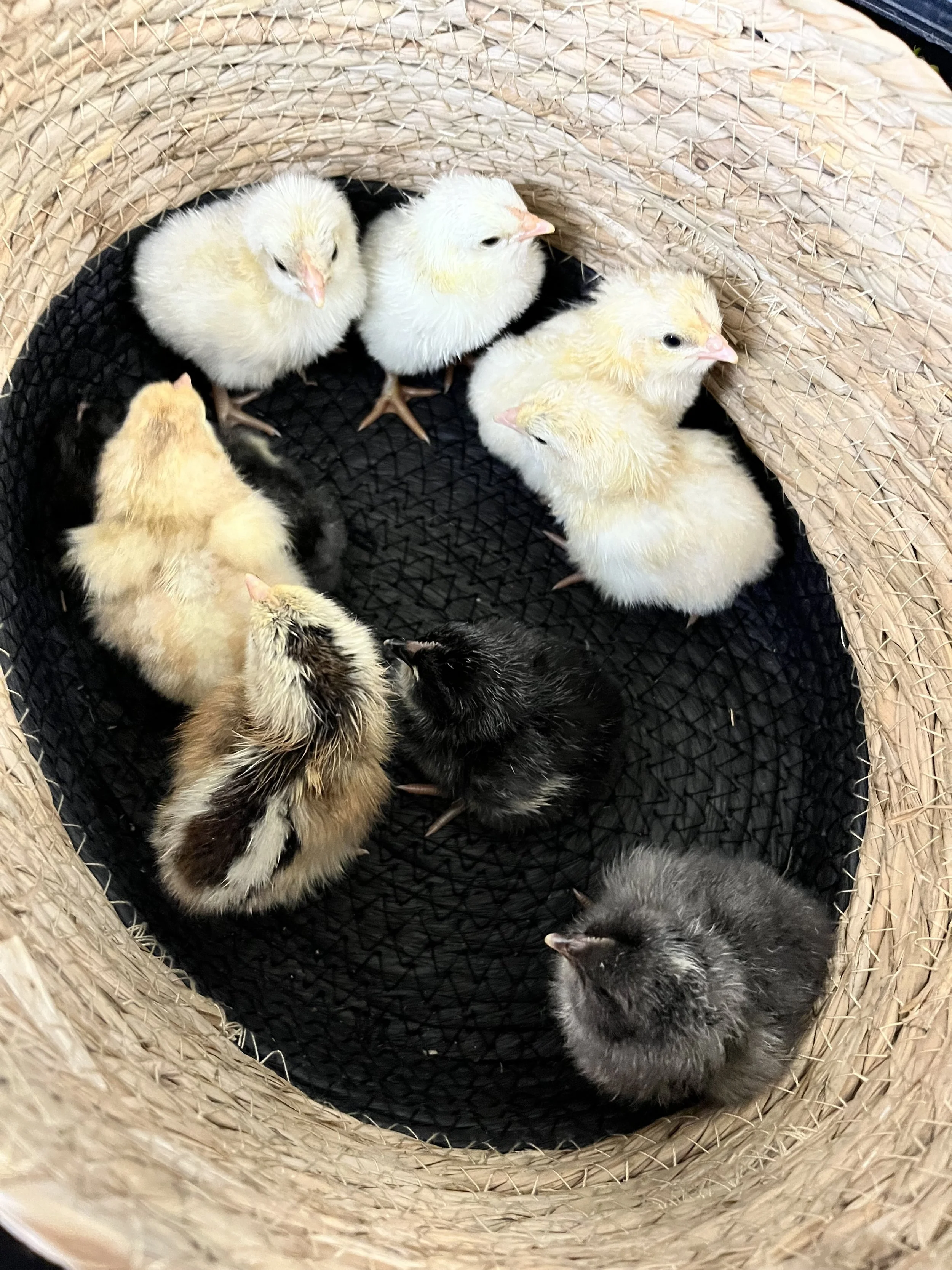 Farm Update - Beginning of May