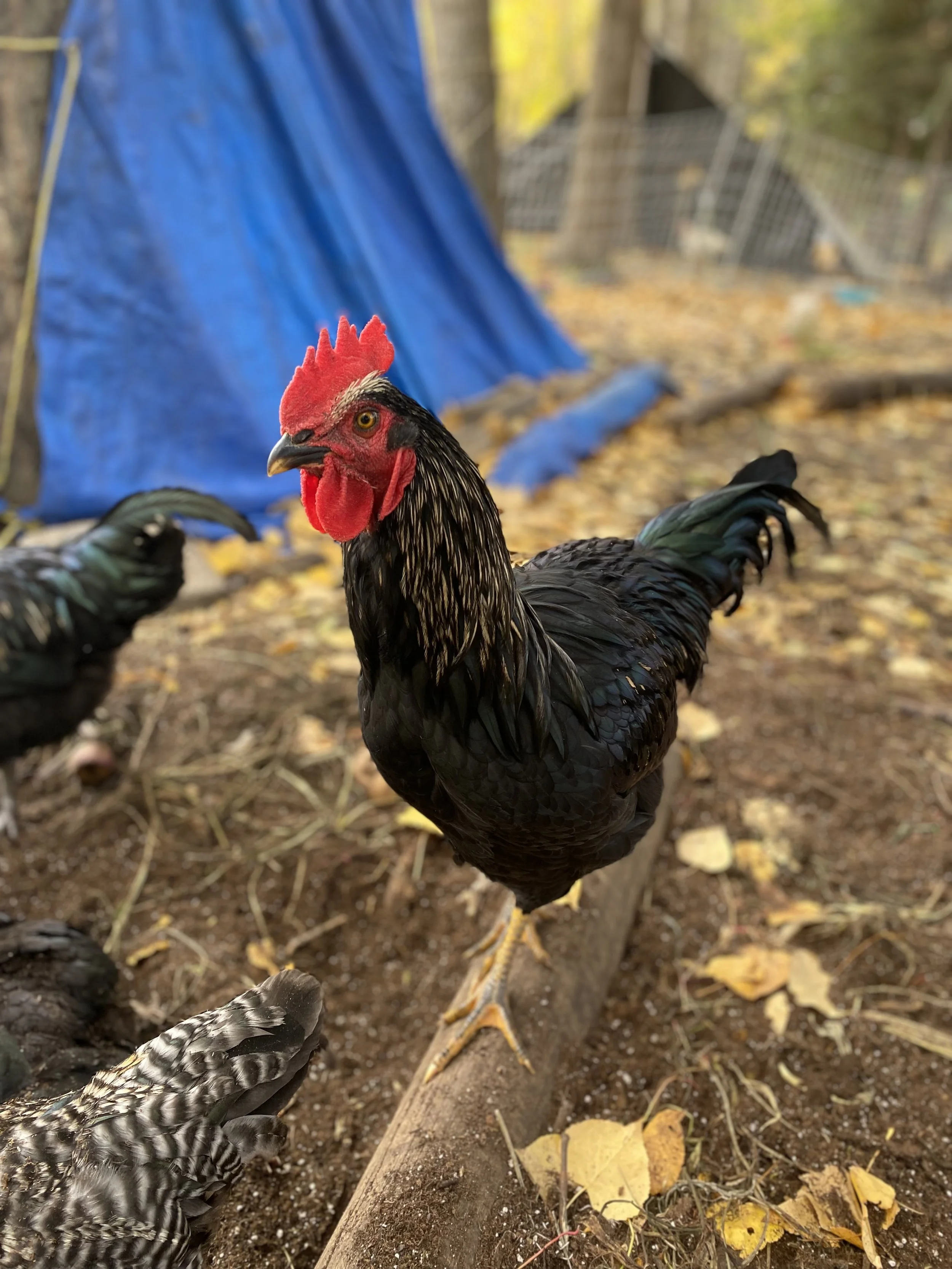 Farmers' Market Season Has Begun - Reel 