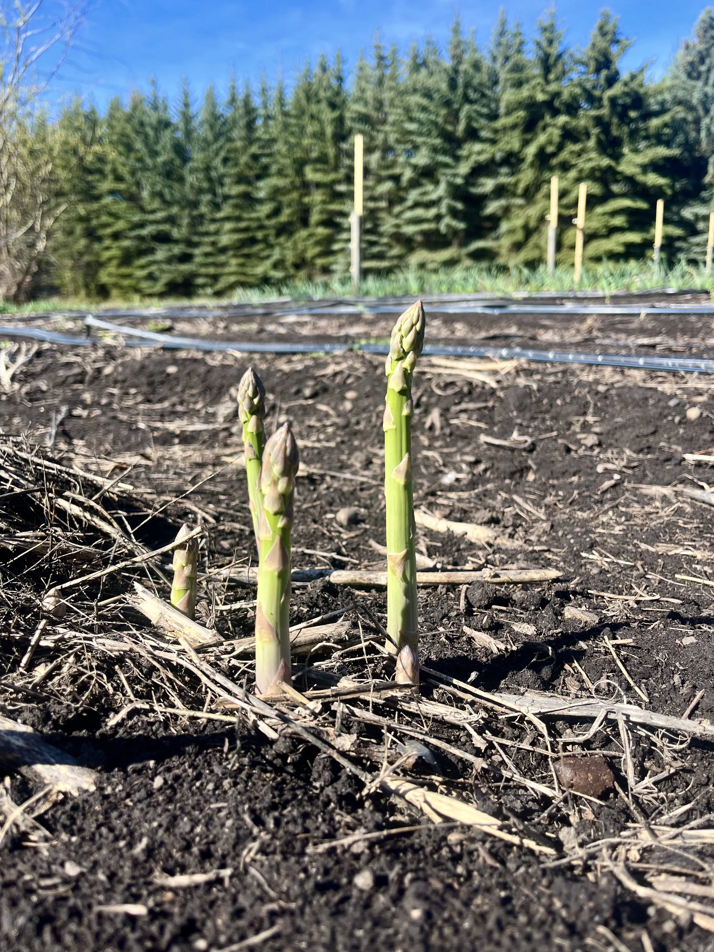 Thick or Thin Asparagus - Which is better?