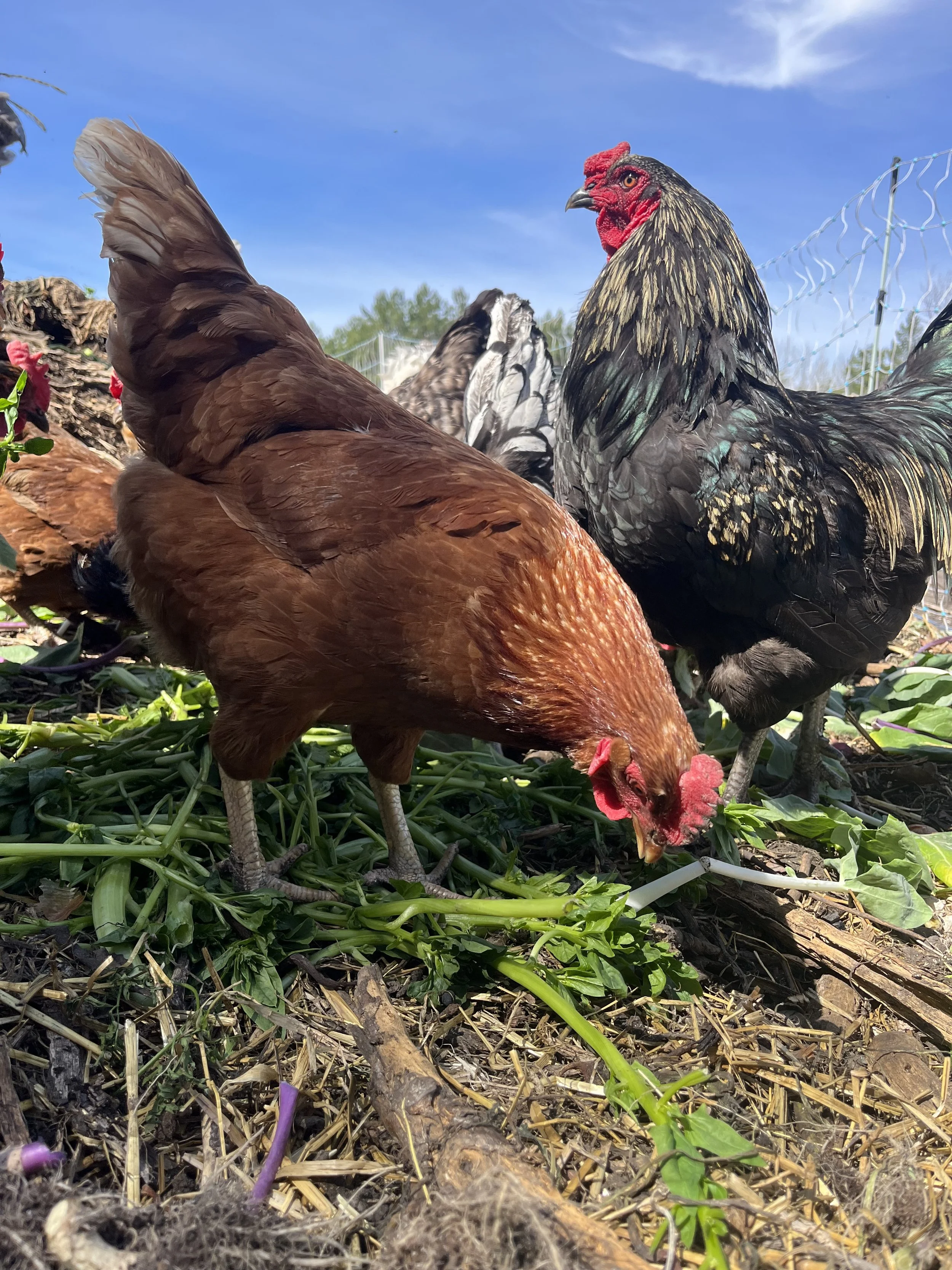 Chickens = No Food Waste - Reel