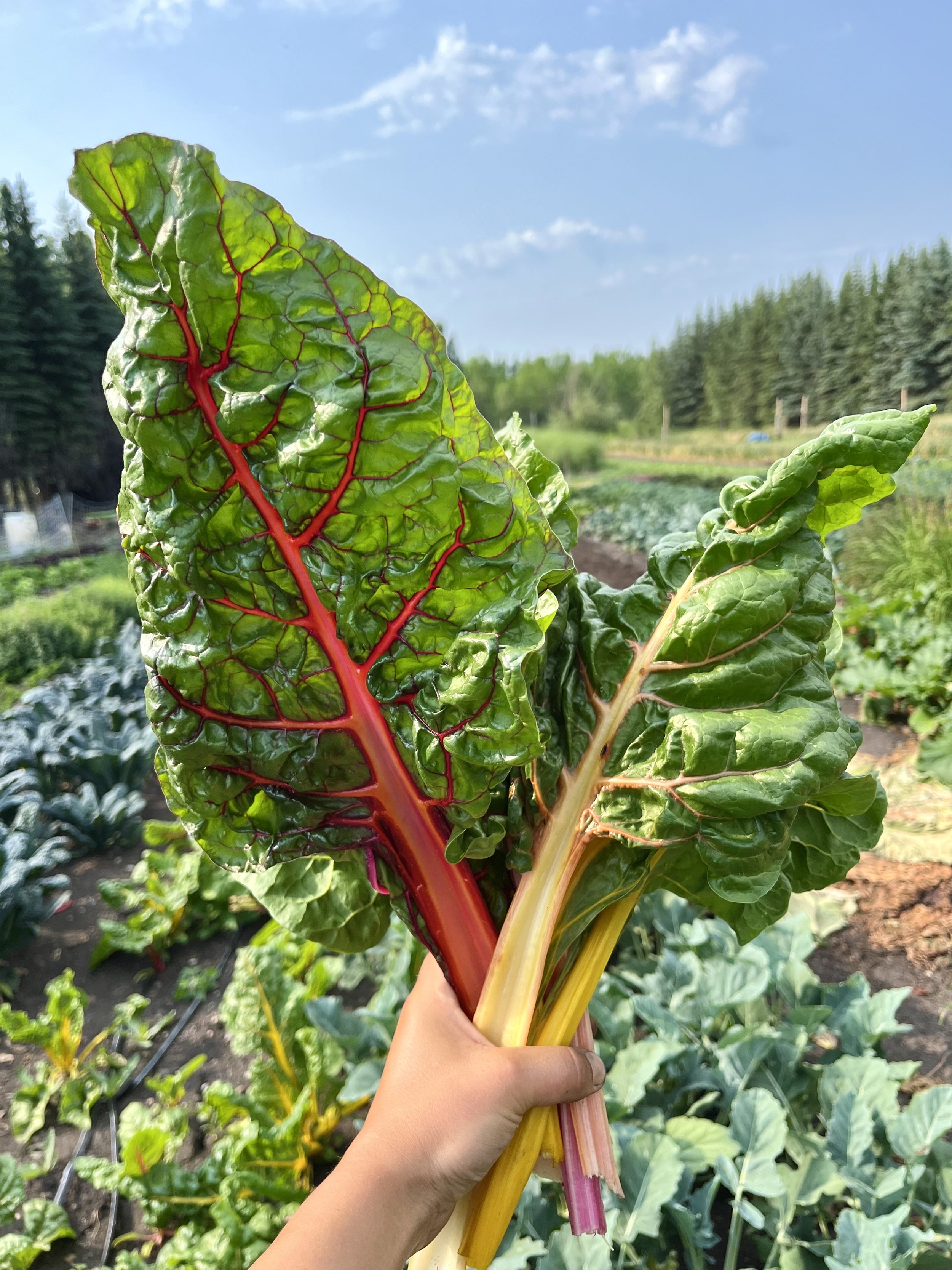 Cooking with Local Ingredients - Reel 