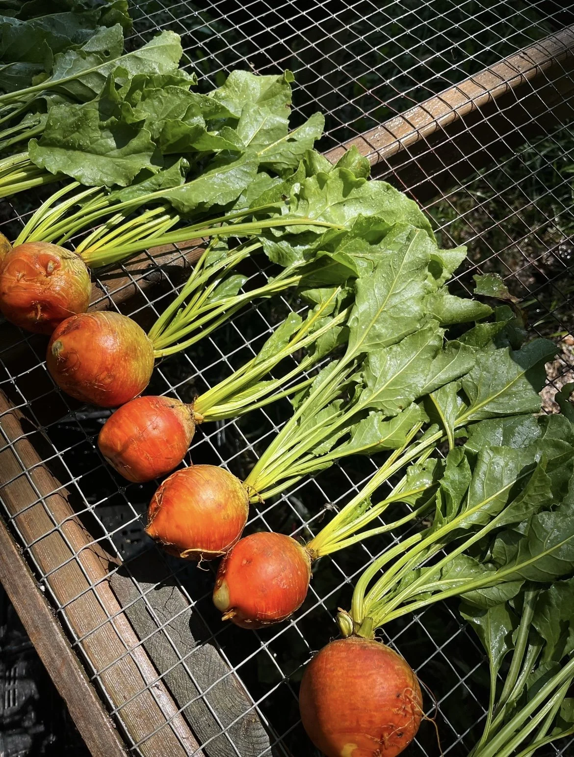 Seasonal Food - Beets - Reel