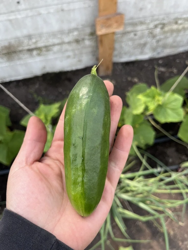 Soil Grown Cucumbers - Reel
